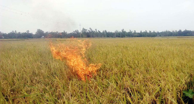 ধান নিয়ে নৈরাজ্যের নেপথ্যে চাল রফতানির অনুমতি!