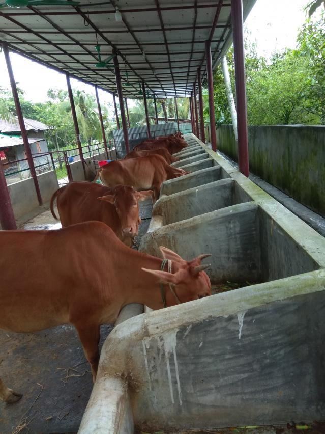 হাটে নানা জাতের গরু, চাহিদা বেশি দুই জাতে