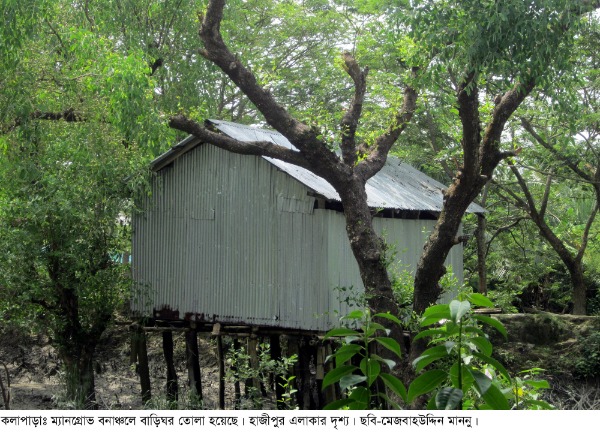 কলাপাড়ায় ১৫০ কিমি সবুজ দেয়াল ম্যানগ্রোভ বনাঞ্চল হুমকির কবলে