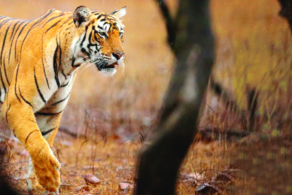 বন্যপ্রাণী পাচার ও বাণিজ্যের অন্যতম কেন্দ্র বাংলাদেশ